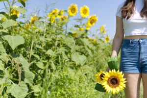 Sonnenblumen