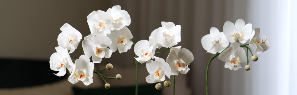 Orchideen